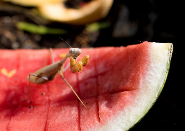 How to Get Rid of Fruit Flies