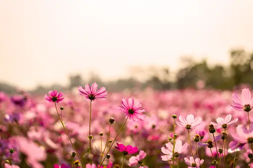 Early Spring Bloomers NYT